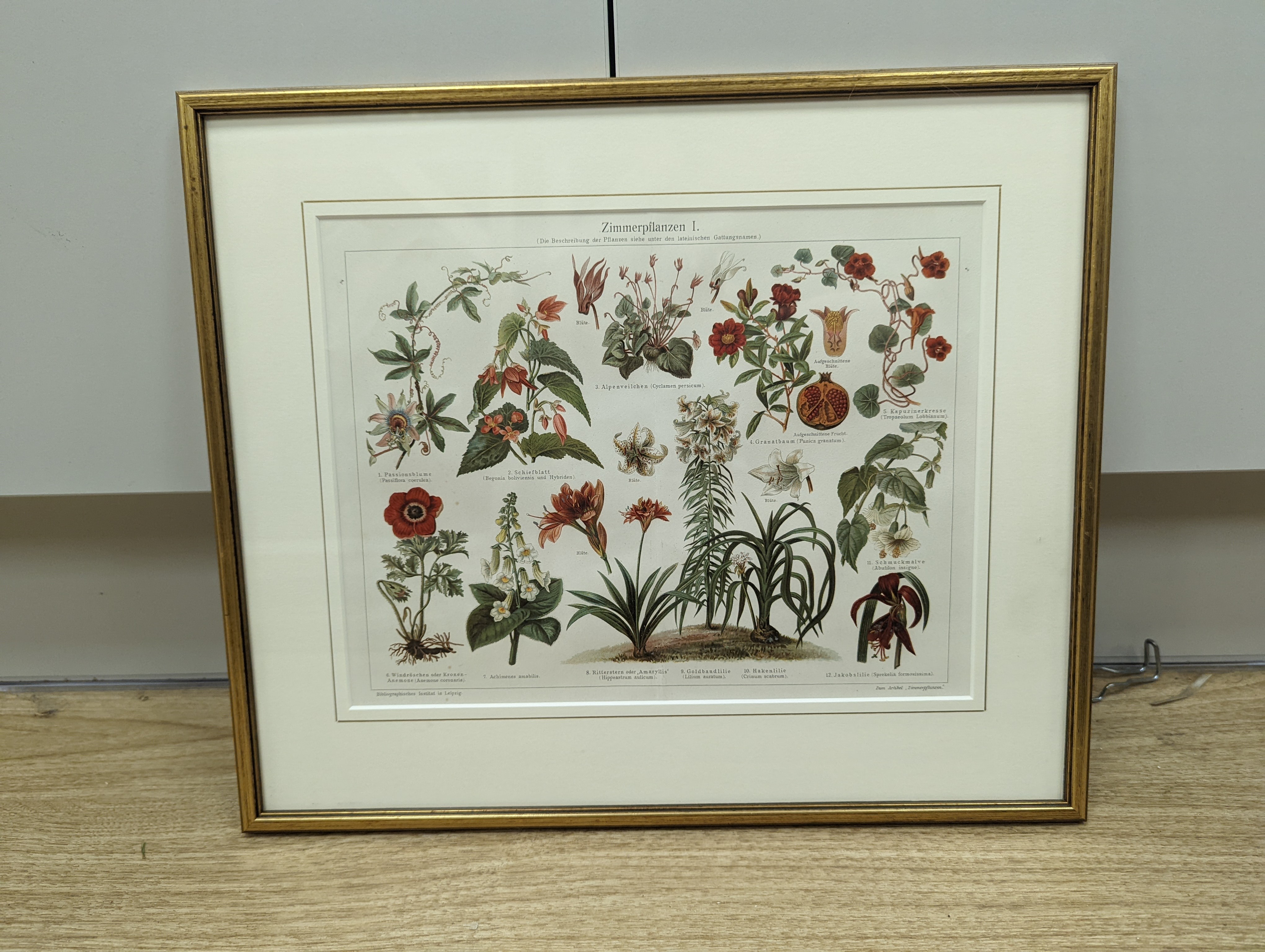 Bibliographisches Institut, Leipzig, sixteen assorted chromolithographs, Illustrations of orchids, fungi and other flora and fauna, 22 x 29cm